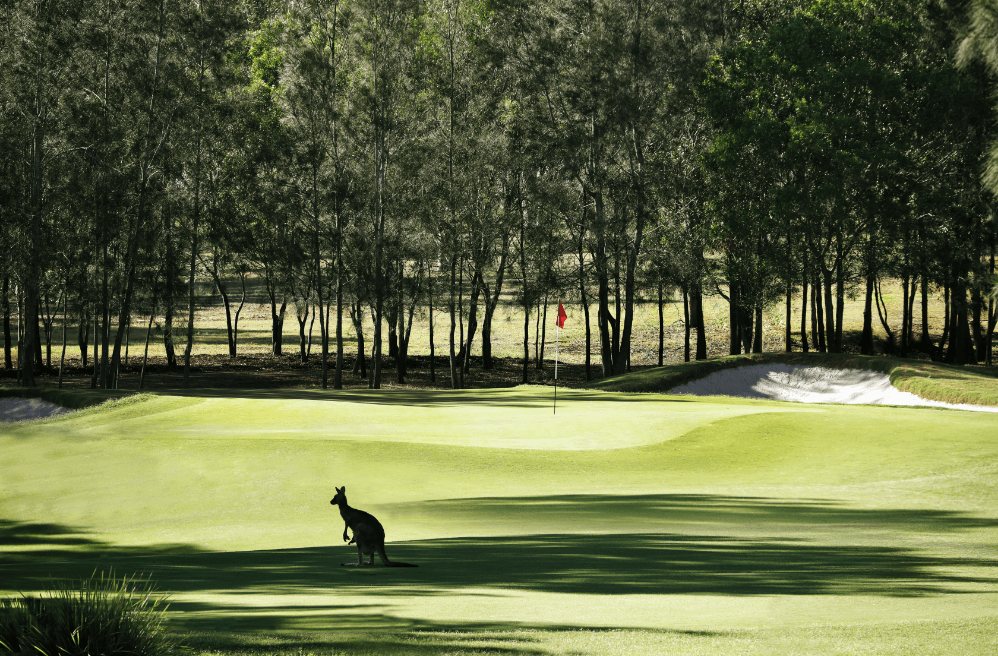 A kangaroo on the fairway of The Vintage